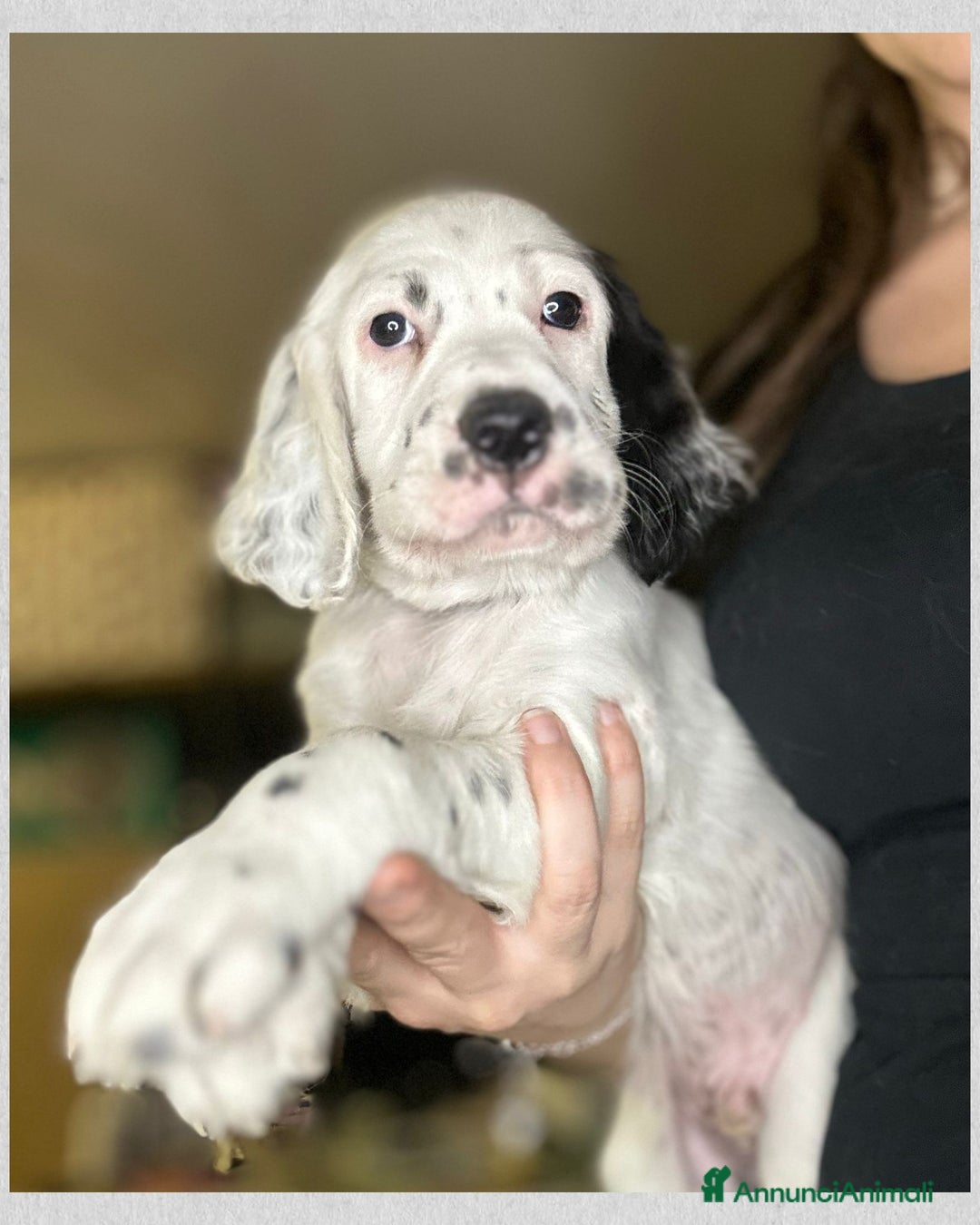 Setter Inglese cani in vendita: CUCCIOLI DI SETTER INGLESE a Provincia di Arezzo - Immagine 15