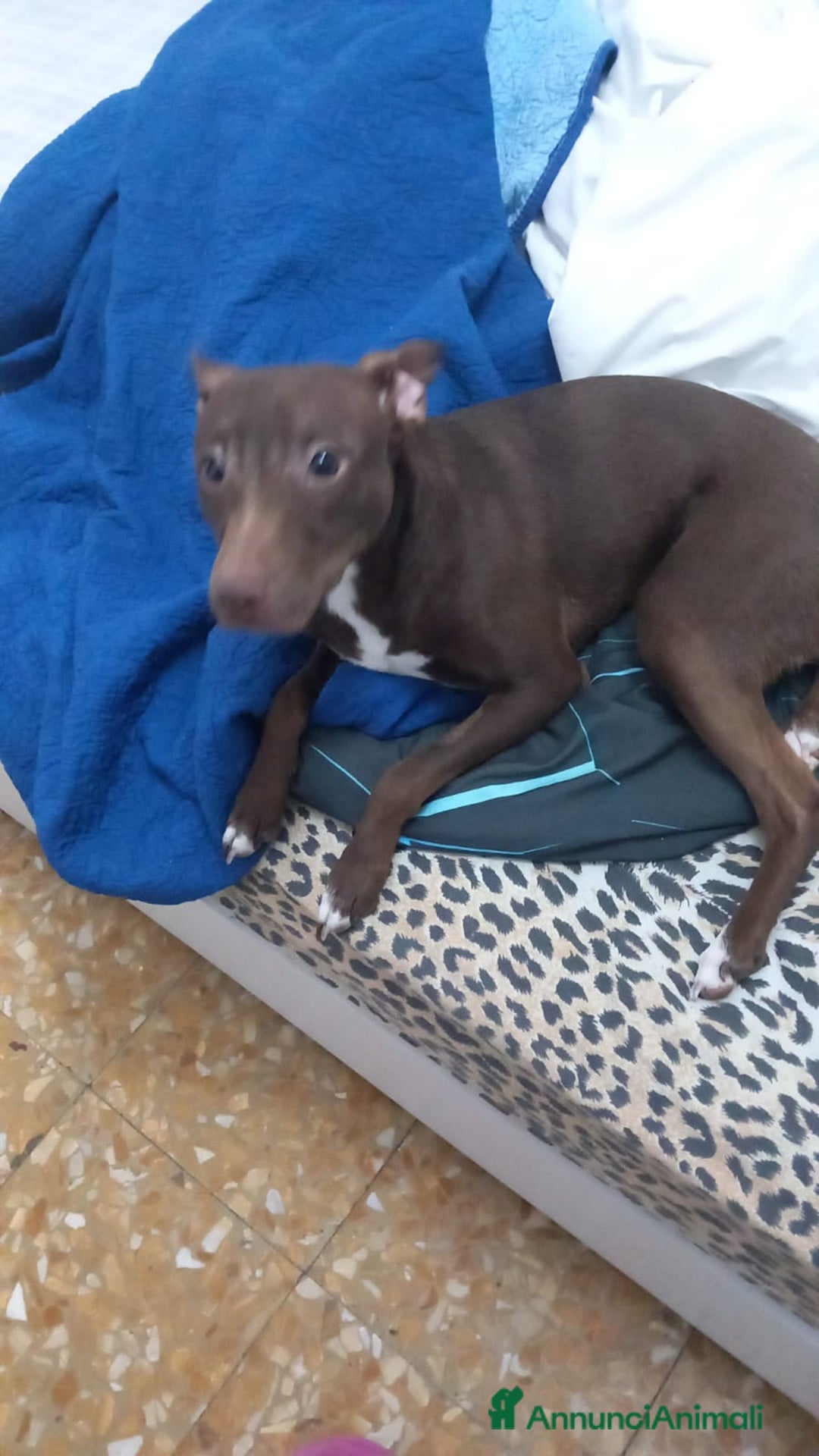 Meticcio cani in regalo: Cane meticcio adozione  - Annuncio 4