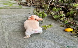 Bulldog Francese cani in vendita: Vendo Buldogg francese - Annuncio 4