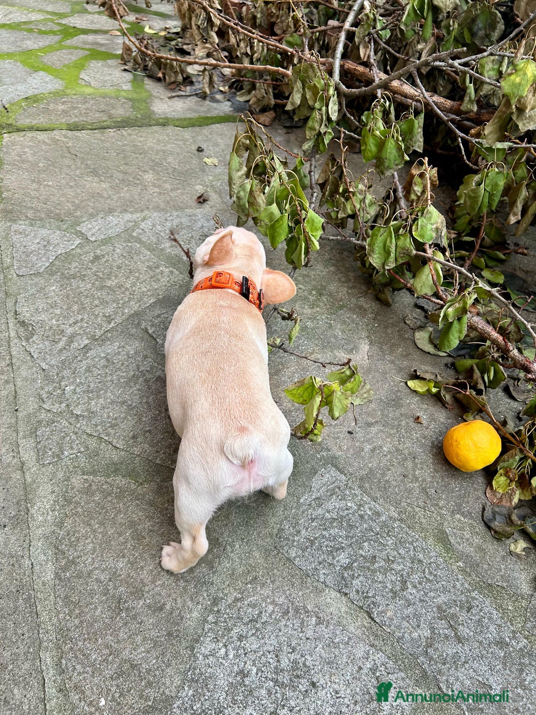 Bulldog Francese cani in vendita: Vendo Buldogg francese - Annuncio 4