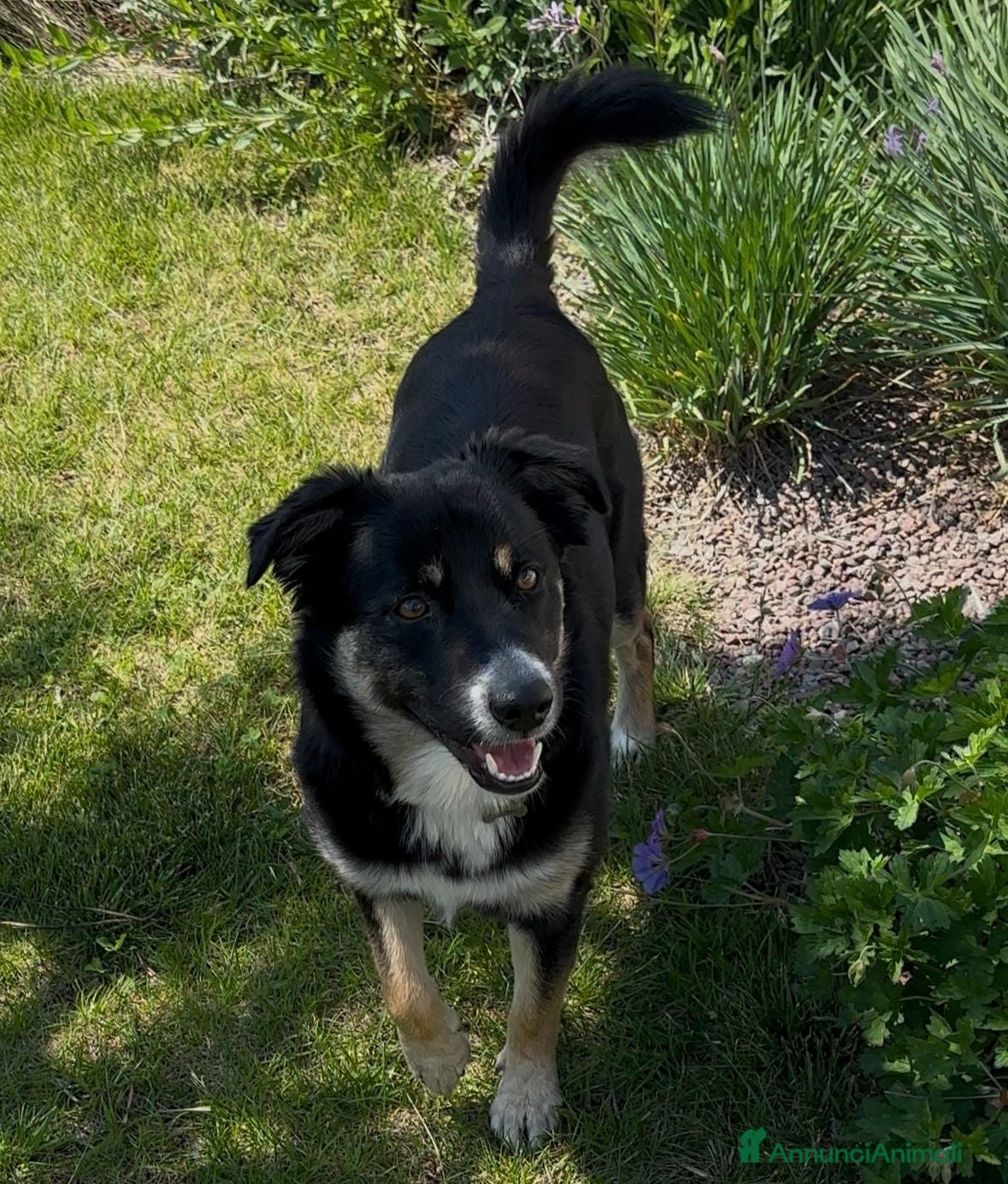 Meticcio cani Ken cerca una seconda possibilità - Annuncio 1