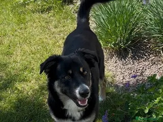 Meticcio cani Ken cerca una seconda possibilità - Annuncio 1