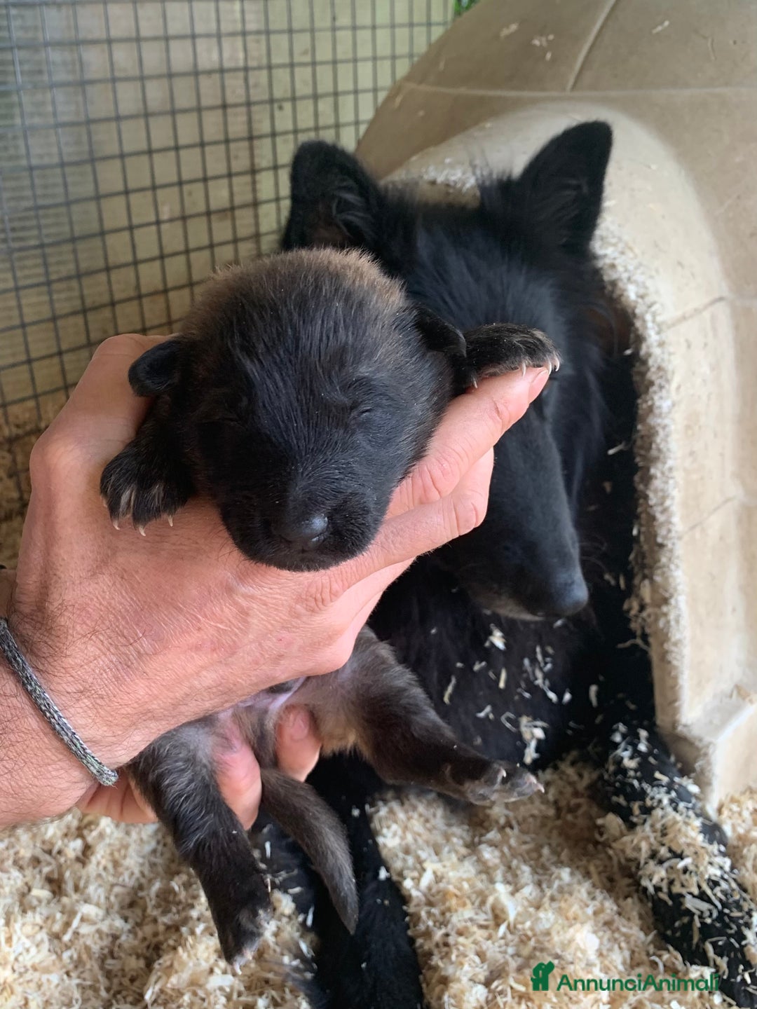 Pastore Belga cani in vendita: Cucciolo Pastore Belga Tervueren - Annuncio 8