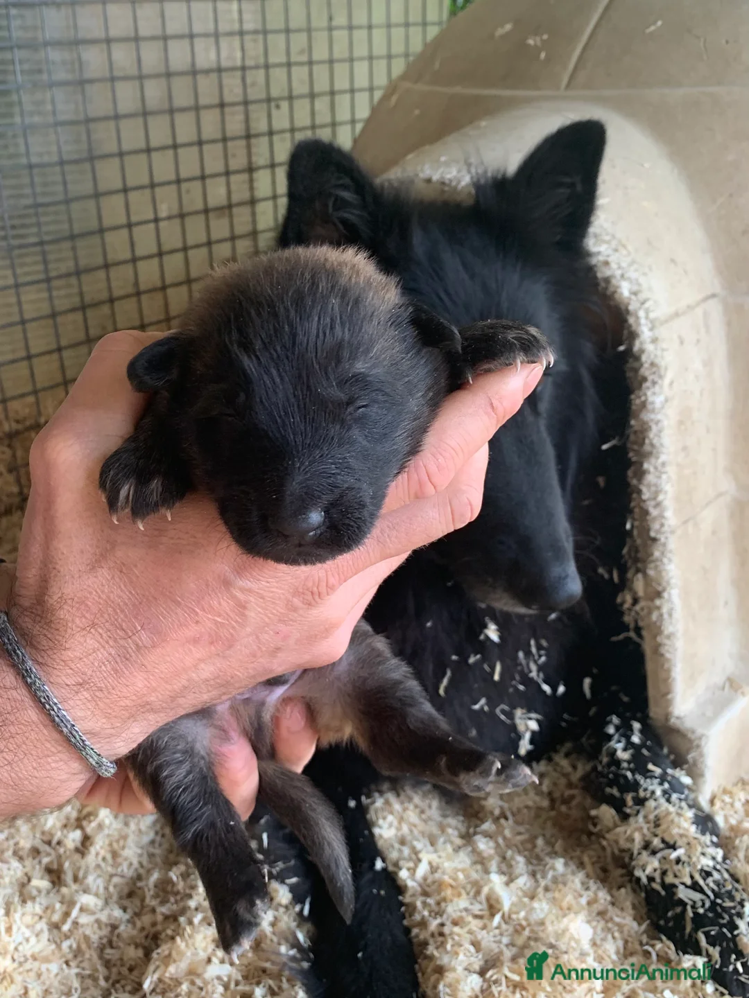 Pastore Belga cani in vendita: Cucciolo Pastore Belga Tervueren - Annuncio 8