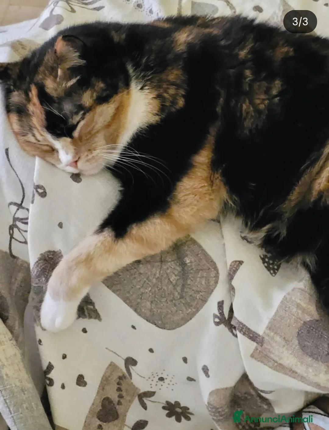 Meticcio gatti in regalo: Macchia cerca casa - Annuncio 2