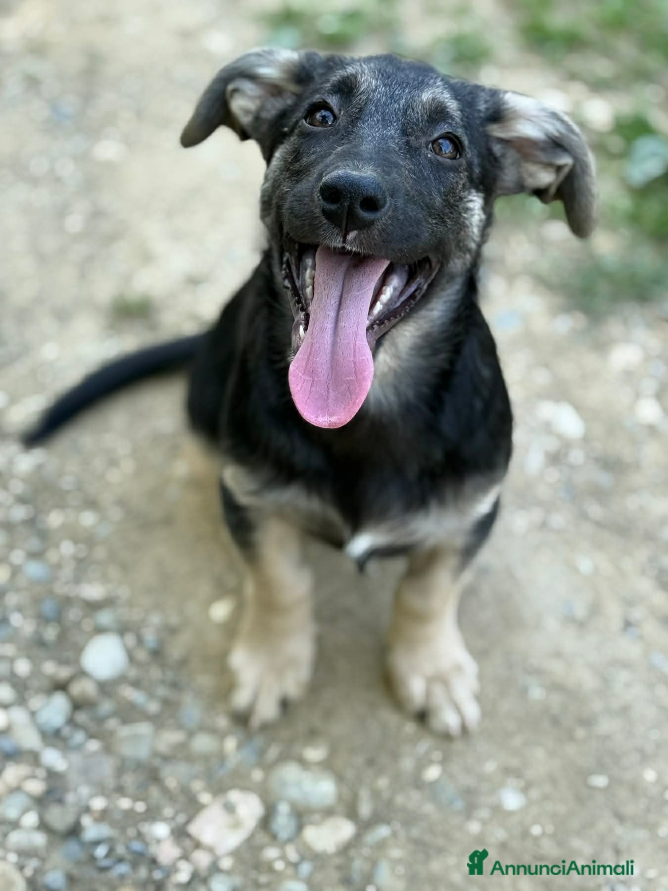 Meticcio cani VITA, simpaticissima cucciolotta! TG MEDIO PICCOLA - Annuncio 2