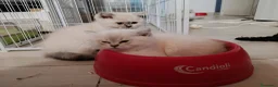 British gatti in vendita: British shorthair cuccioli - Annuncio 5