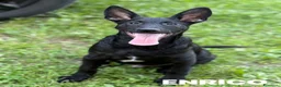 Meticcio cani in regalo: ENRICO, lupacchiotto dal carattere d'oro! TG MEDIA - Annuncio 4