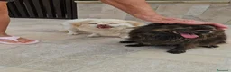 Meticcio cani in regalo: Alessia: taglia piccola, socievole, equilibrata - Annuncio 6