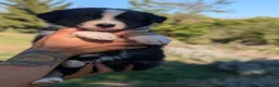 Australian Shepherd cani in vendita: Cuccioli pastore australiano - Annuncio 13