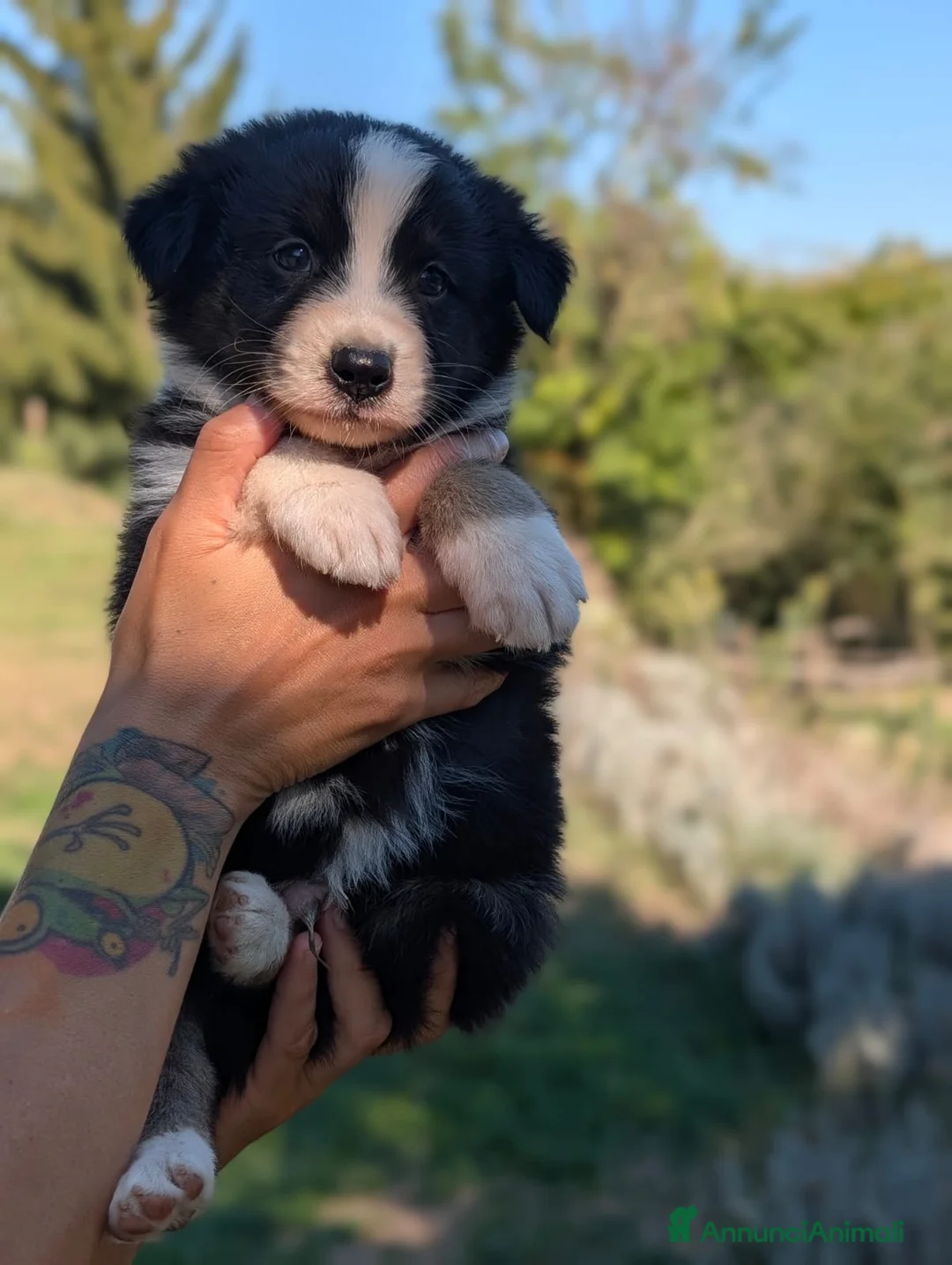 Australian Shepherd cani in vendita: Cuccioli pastore australiano - Annuncio 13