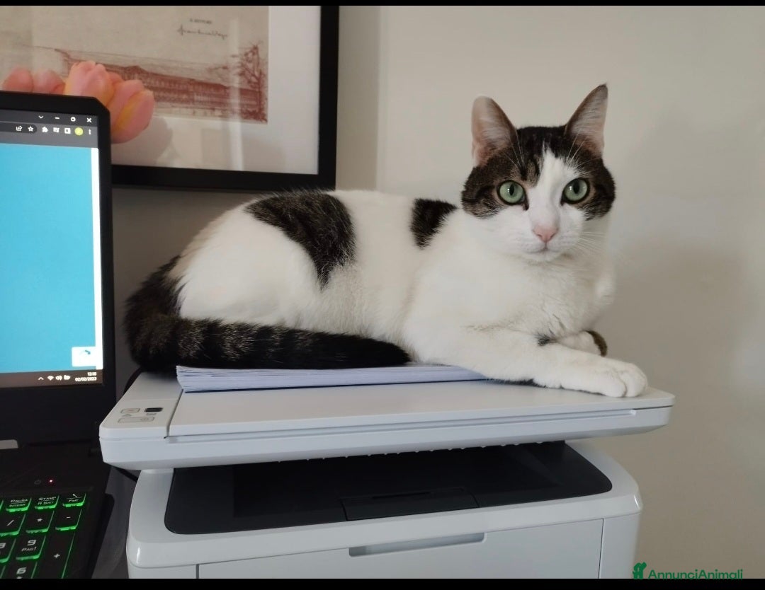 Europeo gatti Dolcissimi fratellini cercano casa - Annuncio 2