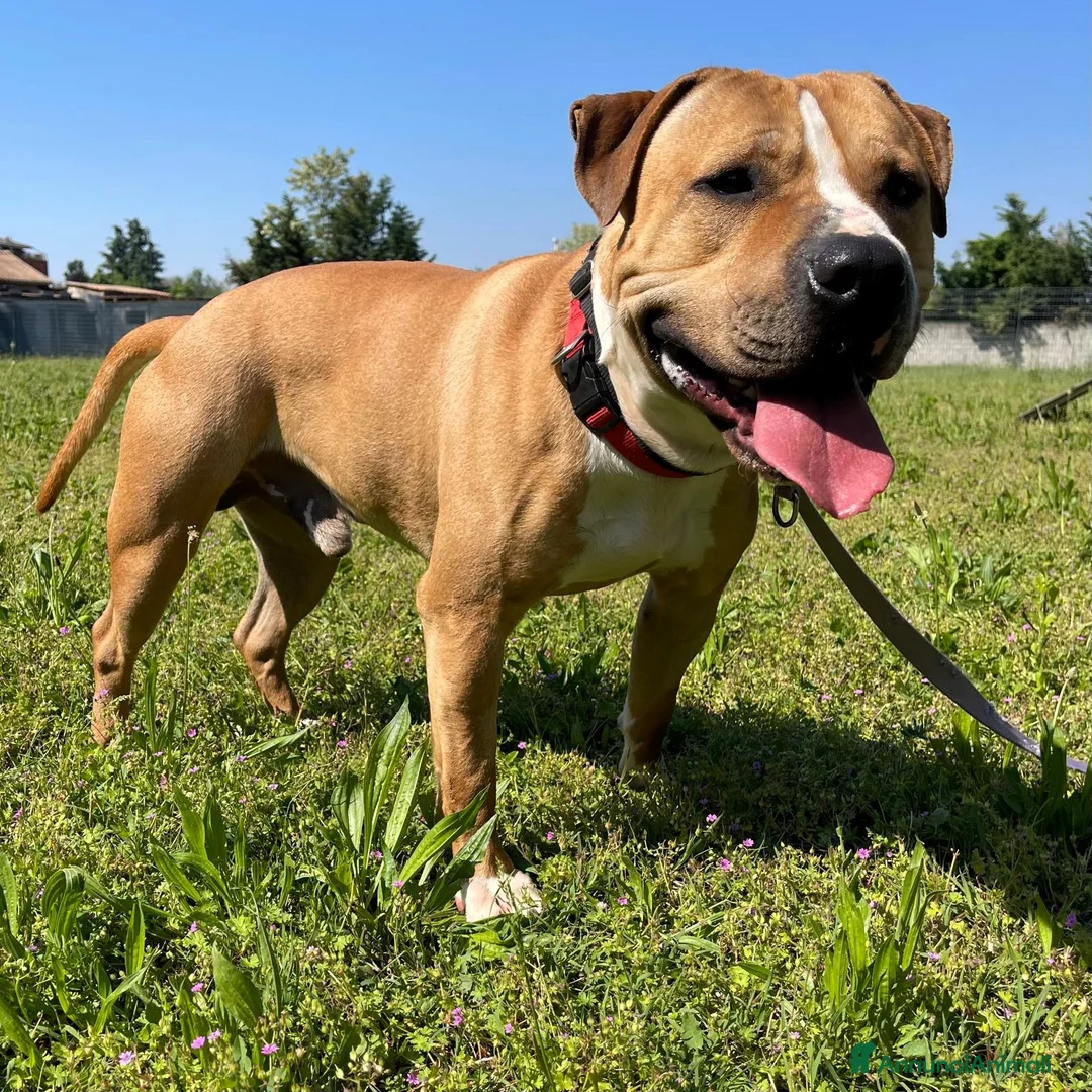 Meticcio cani in regalo: PABLO BELLISSIMO PIT - Annuncio 9