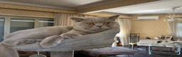 British gatti per accoppiamento: Maschio british shorthair per accoppiamento  - Annuncio 5