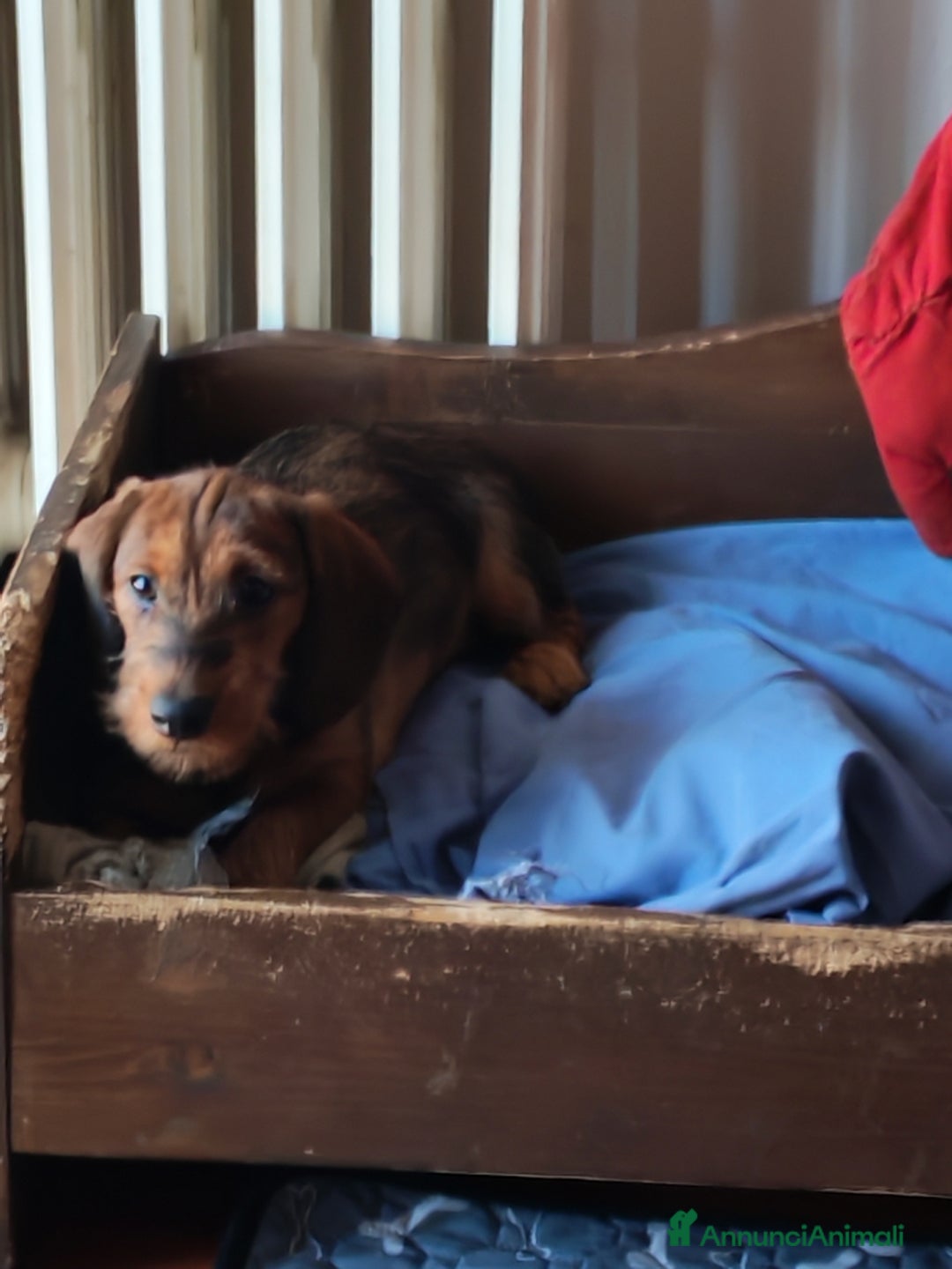 Bassotto cani in vendita: Bassotto pelo duro  - Annuncio 30