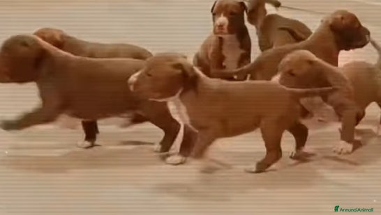 Pitbull cani Cuccioli di american Pitbull terrier  - Annuncio 1