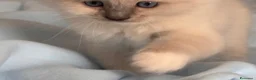 Ragdoll gatti in vendita: Ragdoll - Annuncio 7