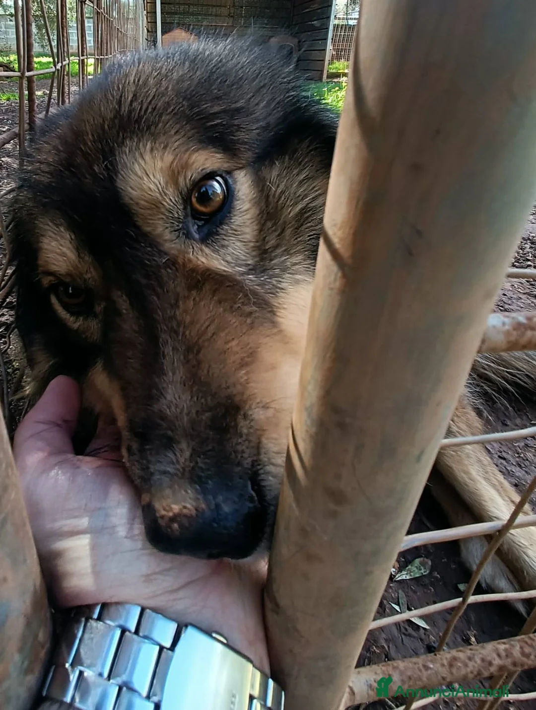 Pastore dei Carpazi cani in regalo: Pastore dei Carpazi meraviglioso - Annuncio 2