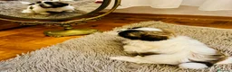Shih Tzu cani in vendita: Schitzu il tuo batuffolo di gioia ti aspetta  - Annuncio 22
