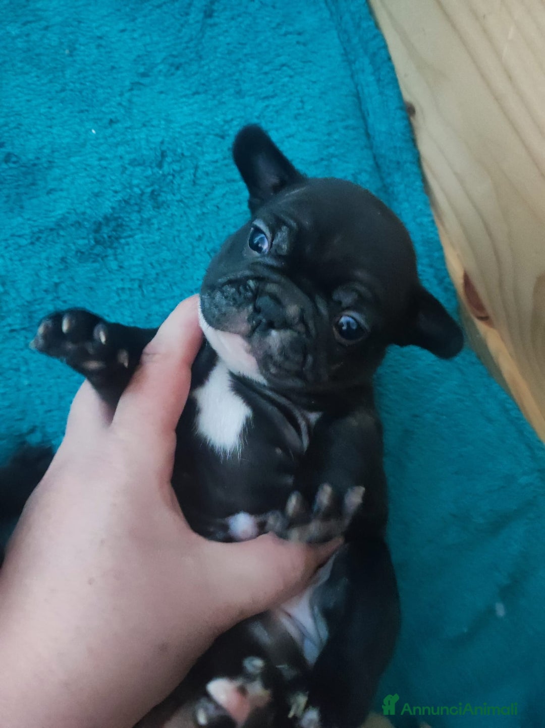 Bulldog Francese cani in vendita: Cuccioli di bulldog francese  - Annuncio 4