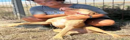 Meticcio cani in regalo: Severino cucciolone 8 mesi cerca casa in adozione - Annuncio 4