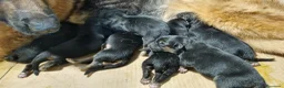 Pastore Tedesco cani in vendita: cuccioli pastore tedesco - Annuncio 3