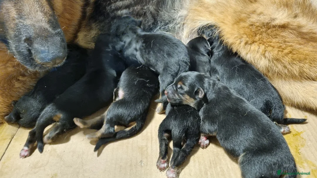 Pastore Tedesco cani in vendita: cuccioli pastore tedesco - Annuncio 3
