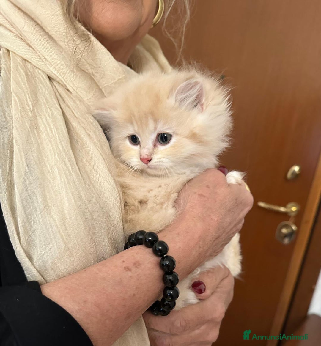 Persiano gatti in vendita: Gattini persiani normotipo  - Annuncio 11