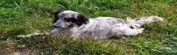 Setter Inglese cani in regalo: Regalo cane setter inglese  - Annuncio 2