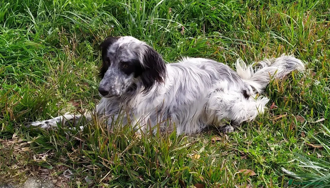 Setter Inglese cani in regalo: Regalo cane setter inglese  - Annuncio 2