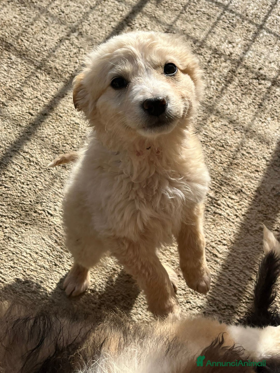 Altre razze cani in regalo: CARLO BART FIORE NEVE - Annuncio 3