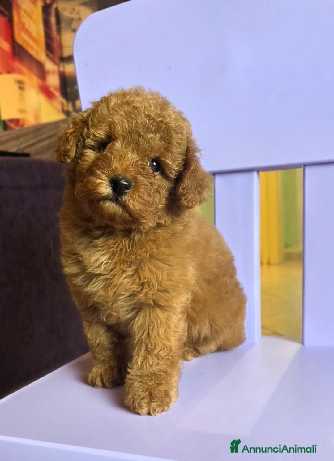 Barboncino Toy cani Barboncino  - Annuncio 33