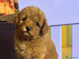 Barboncino Toy cani Barboncino - Annuncio 8