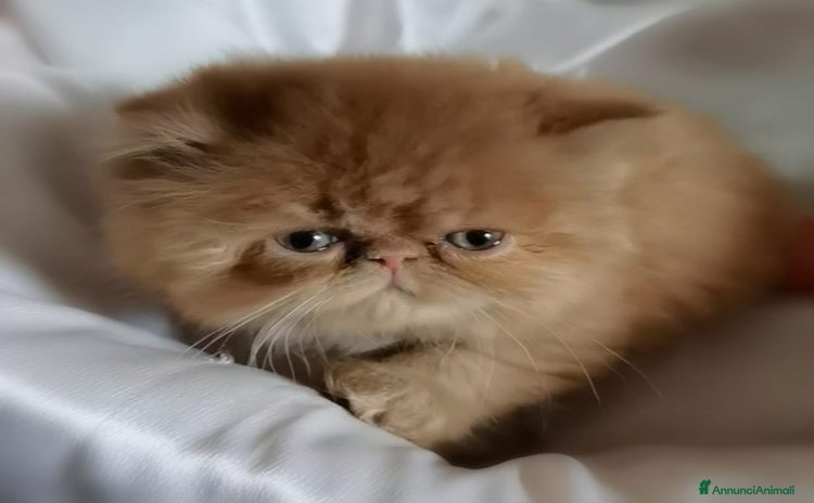 Persiano gatti - Annuncio 16