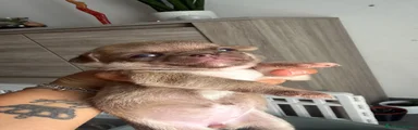 Chihuahua 3