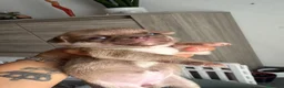 Chihuahua cani in vendita: cuccioli chihuahua - Annuncio 24