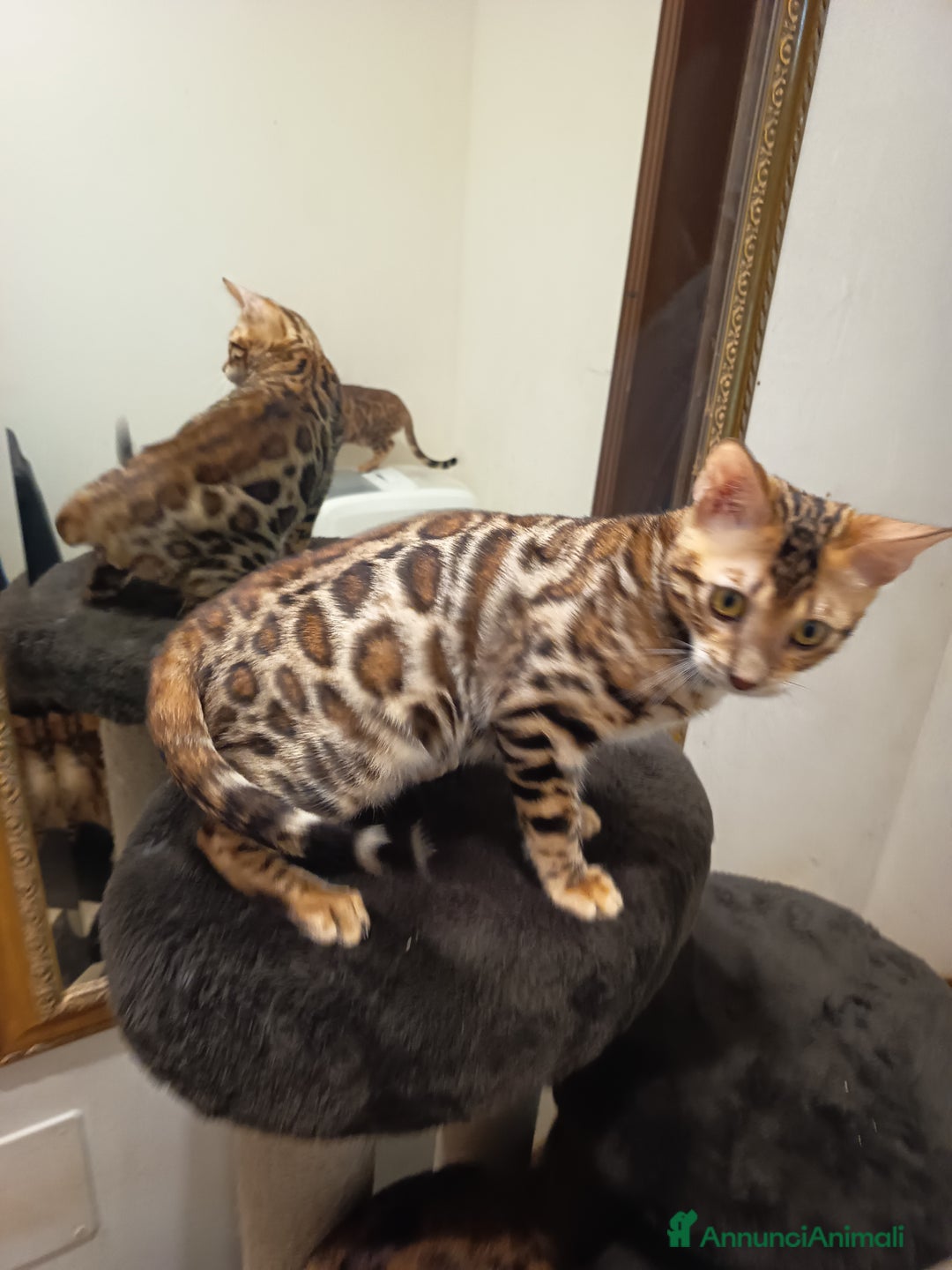 Bengala gatti in vendita: meraviglioso maschietto Bengala  - Annuncio 16