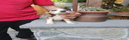 Beagle cani in vendita: BEAGLE CUCCIOLI a Città Metropolitana di Torino - Annuncio 3