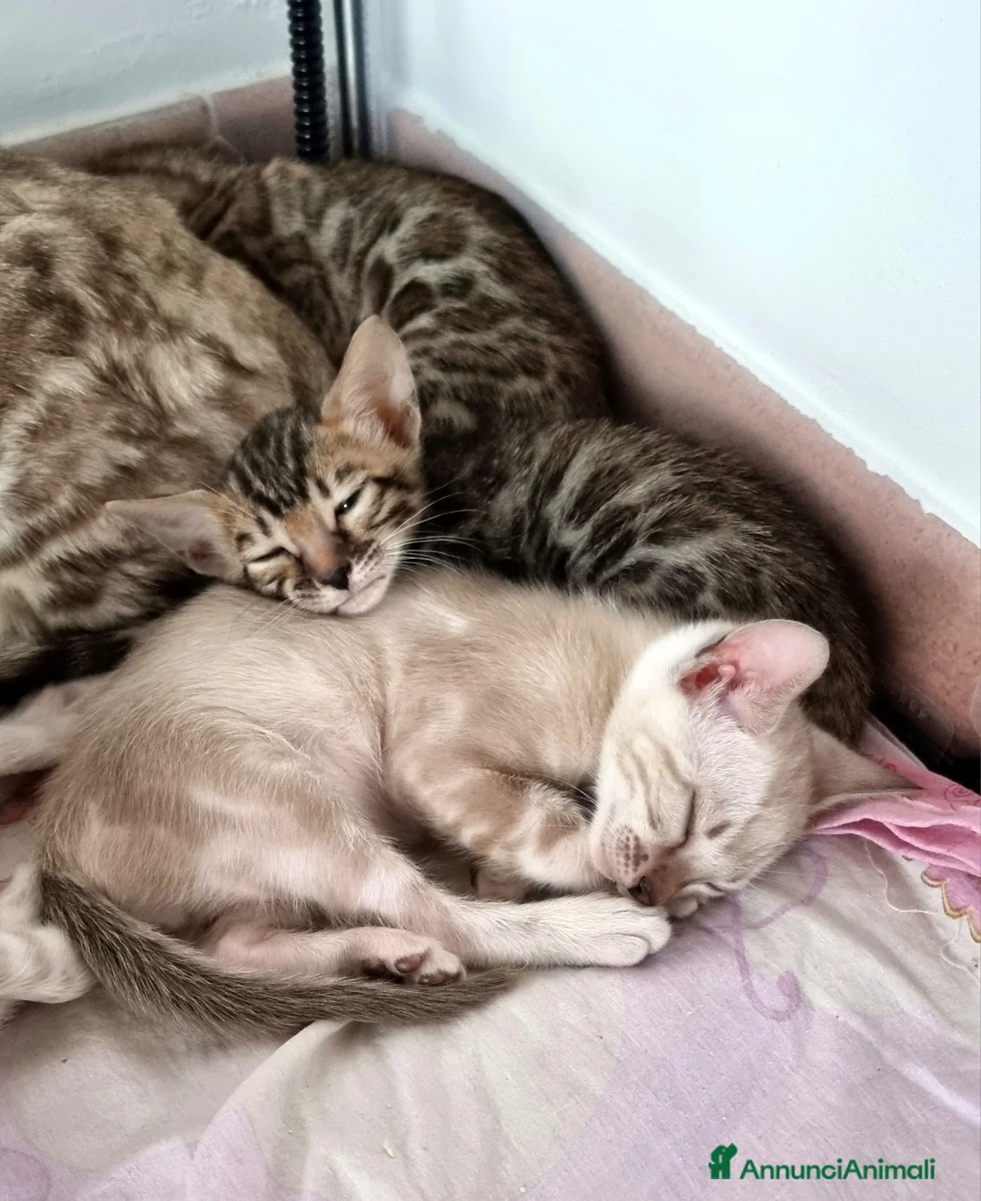 Bengala gatti in vendita: Gattini Bengala con Pedigree  - Annuncio 13