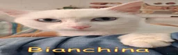 Europeo gatti in regalo: #BIANCHINA CERCA CASA: ASPETTA SOLO TE!  - Annuncio 2