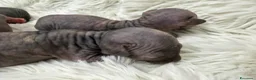 Sphynx gatti in vendita: Sphynx o gatto nudo - Annuncio 6