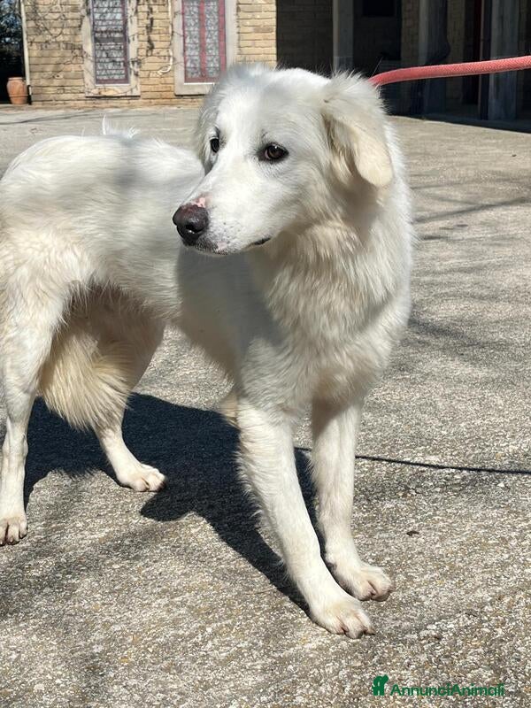 Meticcio cani MARY ABBANDONATA COME SPAZZATURA HA BISOGNO DI TE - Annuncio 6