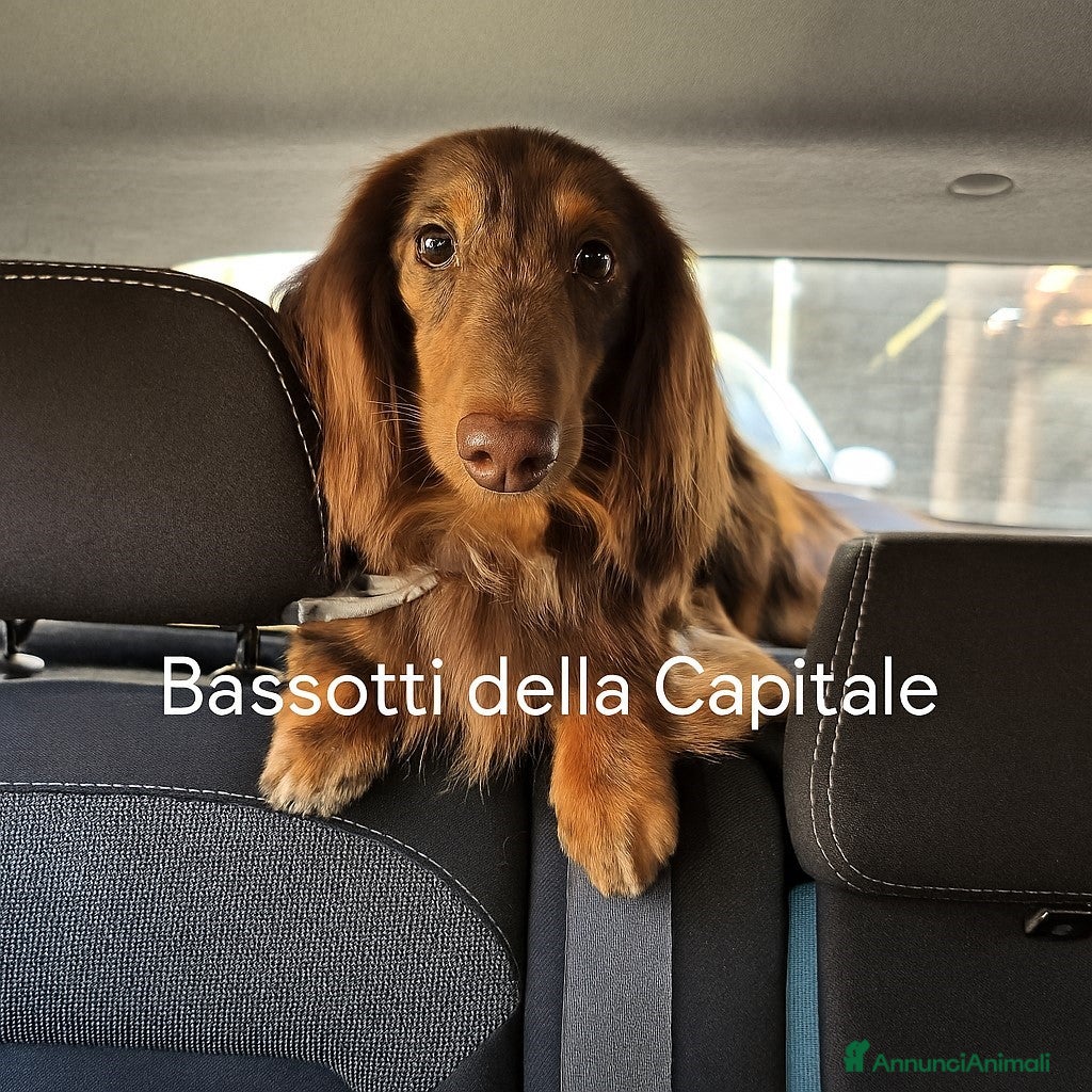 Bassotto cani Bassotto Arlecchino Cioccolato pelo lungo tag.nana - Annuncio 4