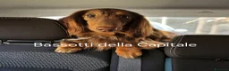 Bassotto cani per accoppiamento: Bassotto Arlecchino Cioccolato pelo lungo tag.nana a Città metropolitana di Roma Capitale - Annuncio 1