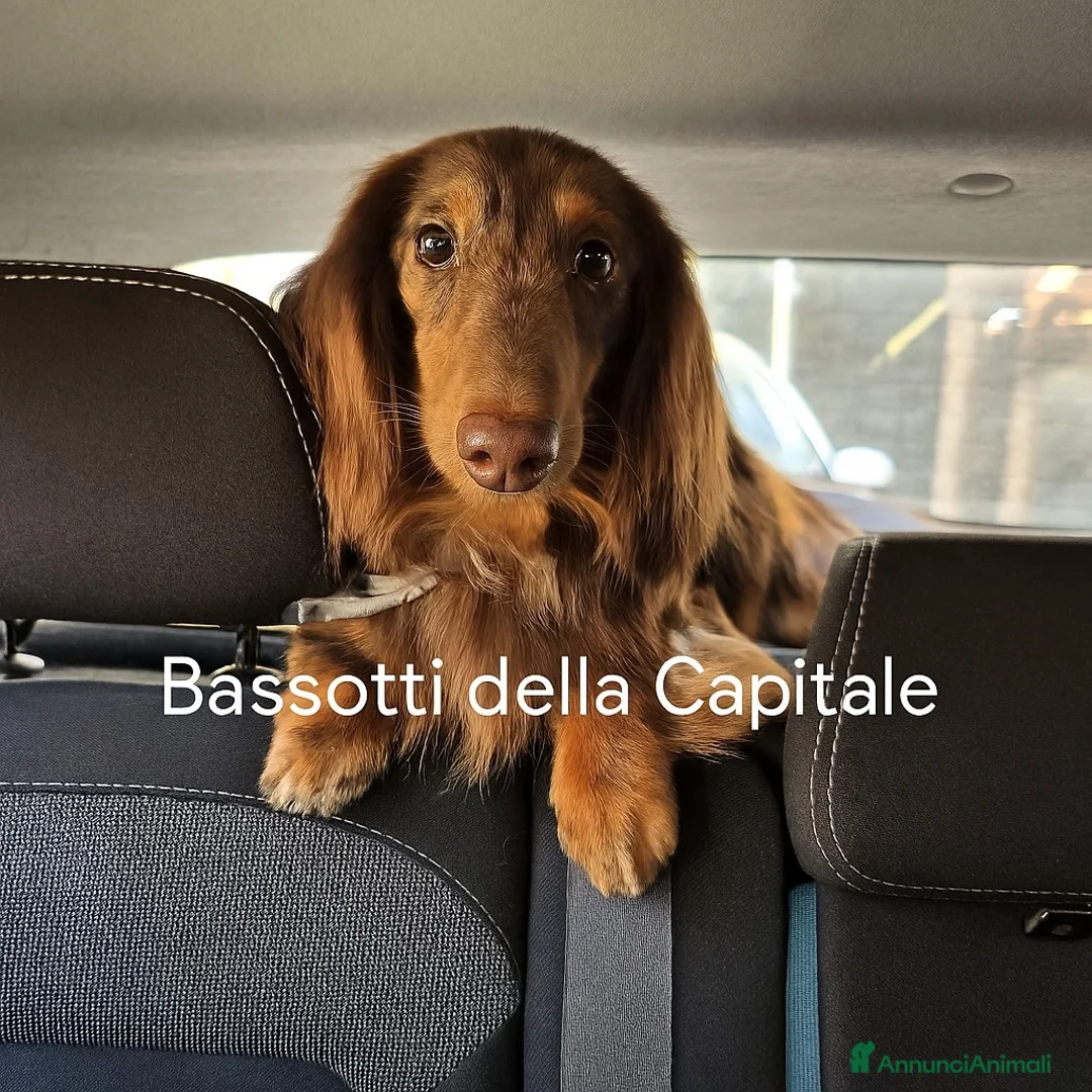 Bassotto cani per accoppiamento: Bassotto Arlecchino Cioccolato pelo lungo tag.nana a Città metropolitana di Roma Capitale - Annuncio 1