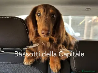 Bassotto cani Bassotto Arlecchino Cioccolato pelo lungo tag.nana - Annuncio 1