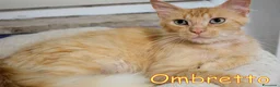 Altre razze gatti in regalo: Ombretto e la paura di un altro abbandono - Annuncio 3