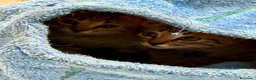 Europeo gatti in regalo:  Adorabili gattini in adozione! - Annuncio 3