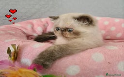 Exotic Shorthair gatti in vendita: Cucciola Exotic Shorthair  a Provincia del Verbano-Cusio-Ossola - Immagine 5