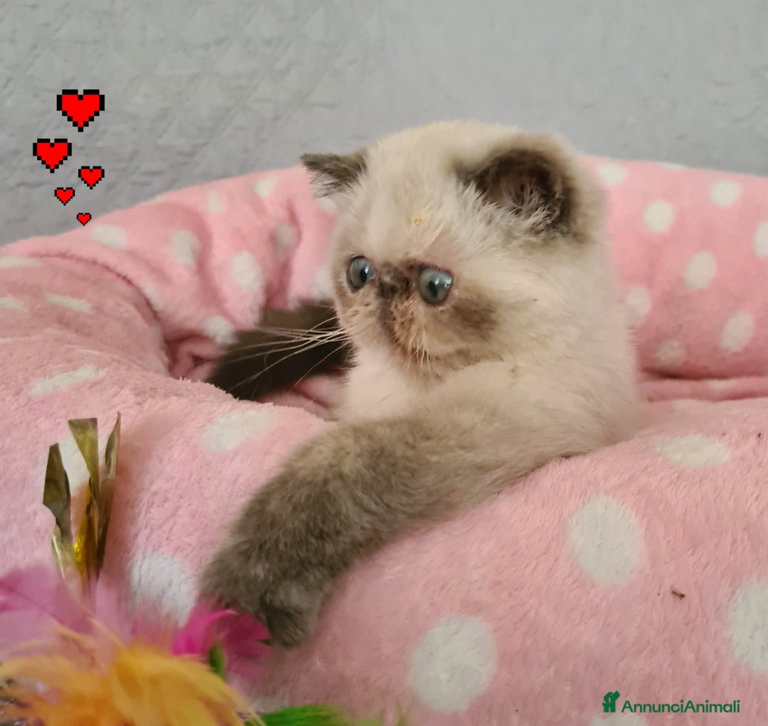 Exotic Shorthair gatti in vendita: Cucciola Exotic Shorthair  a Provincia del Verbano-Cusio-Ossola - Immagine 5